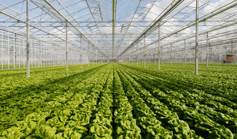 Image of a huge greenhouse growing lettuce