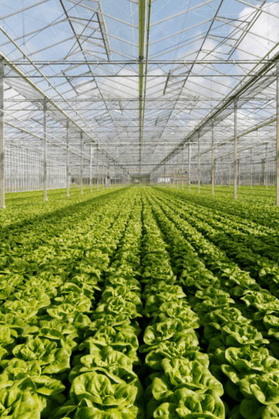 Image of a huge greenhouse growing lettuce