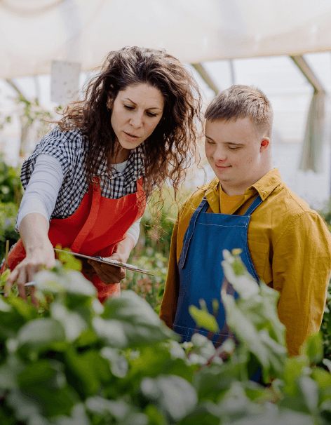 Woman and young male picking fresh vegetables from a greenhouse